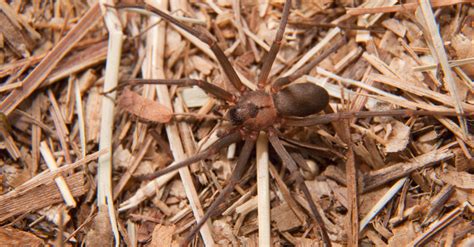 Brown Recluse Spiders On Rise In Midwest Everything You Should Know Rare