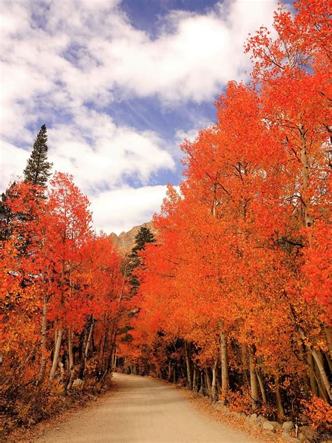Bishop Creek Fall Color 2020 Gary Skipper Flickr