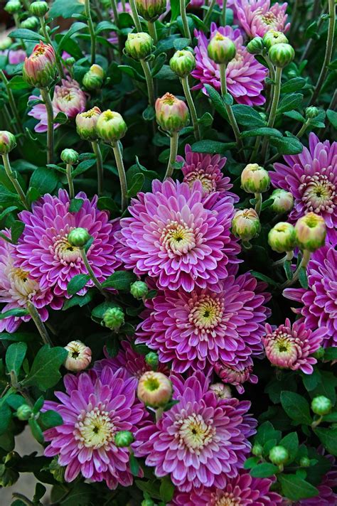 Hình ảnh Hoa Cúc Màu Tím Mùa Thu Bouquet Vườn Thiên Nhiên Hồng