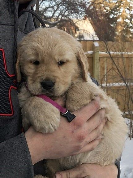 √√ Cute Golden Retriever Pennsylvania Usa Buy Puppy In Your Area