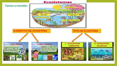 Componentes Basicos De Un Ecosistema Componentes Basicos De Un
