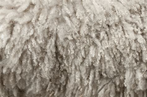 Wool Wikiwand