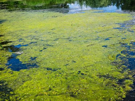 Algae Lets Get Rid Of The Scum Askhrgreen