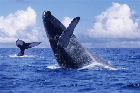 Santuario De Ballenas El Vizcaíno En Baja California Sur Patrimonio De