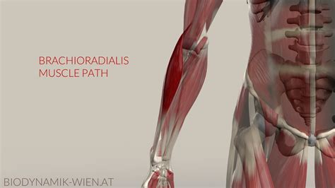 Brachioradialis Musclepath Origin Insertion D Animation Youtube