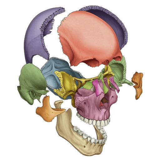 A Cabeça Consiste Em Crânio Face Escalpo Dentes Encéfalo Nervos