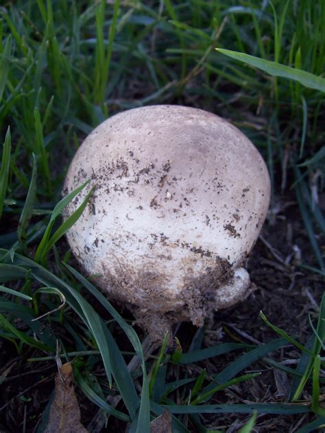 Edible Puffballs In Your Front Lawn A Look At Calvatia Species