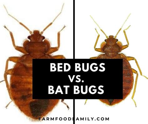 Bed Bugs Vs Bat Bugs Similarities And Differences Photos