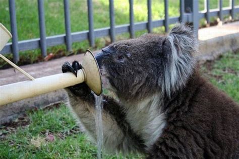 Funny Koalas 21 Pics