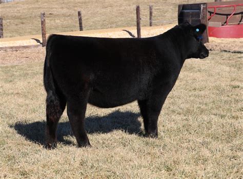 Rcc Blog Wilson Cattle Company And Paulsen Cattle Online Sale