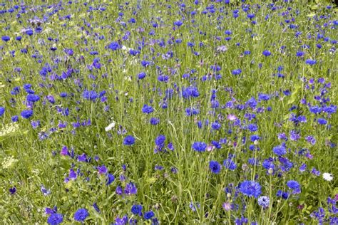 Summer Carpet Of Blue Meadow Flowers In Full Bloom Stock Photo Image