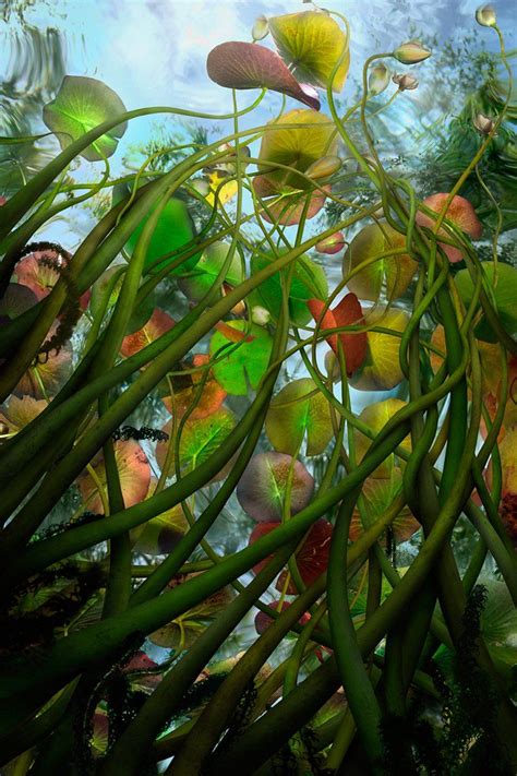 Underwater Plants Underwater World Underwater Photography Nature