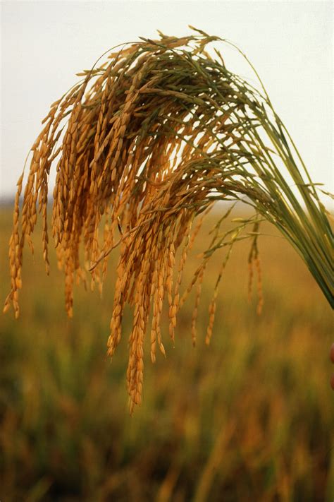 Fileus Long Grain Rice Wikipedia