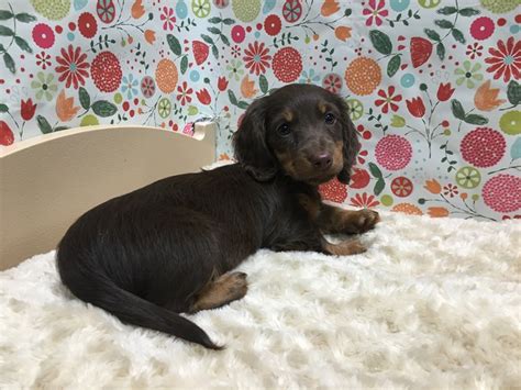 Rockin m kennel specializes in akc miniature smooth coat dachshunds in black & tan and chocolate & tan solid, piebald we are located in south texas near san antonio and corpus christi. Dachshund-DOG-Female-chlt & tn-2634490-Petland San Antonio
