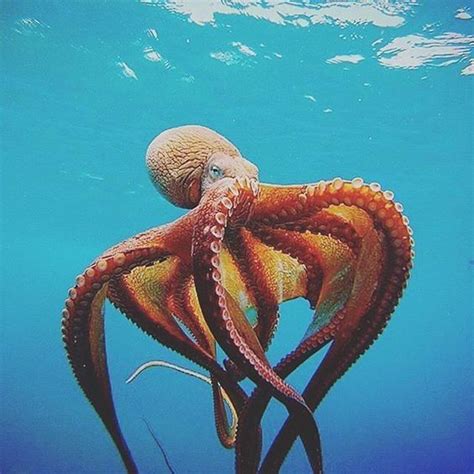 Octopus Pictures Of Sea Creatures Ocean Creatures
