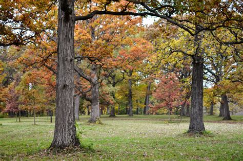 Global Tree Conservation The Morton Arboretum