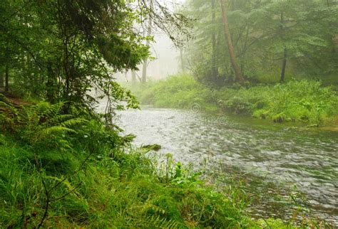 River In Rain And Fog Stock Photo Image Of Forest Beautiful 108264186