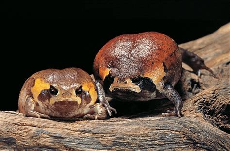 Mozambique Rain Frog Facts And Pictures