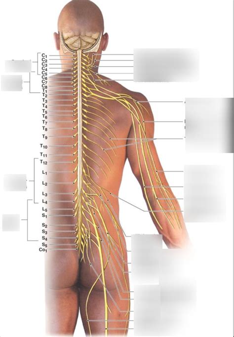 LAB Nerves Lumbar Plexus Brachial Plexus Cervical Plexus Diagram