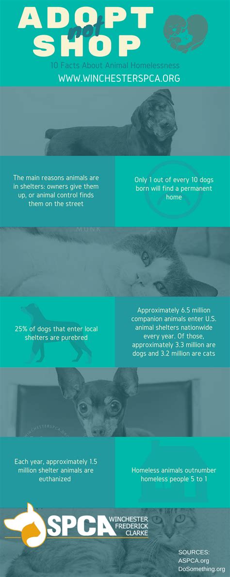 Facts About Animal Homelessness Winchester Spca