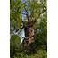 Old Man Burnham Gnarled Oak Tree At Beeches Ancient 