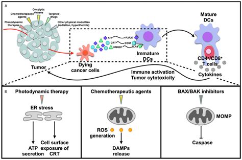 Frontiers Immunogenic Cell Death Based Cancer Vaccines