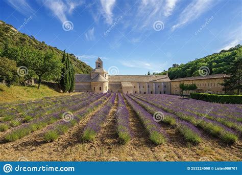 Beautiful Lavender Field In The Foreground And The Famous Abbaye Notre