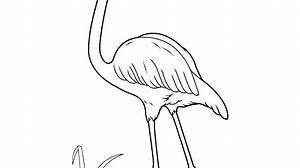 Ausmalbilder, Malvorlagen Flamingo kostenlos zum Ausdrucken Märchen