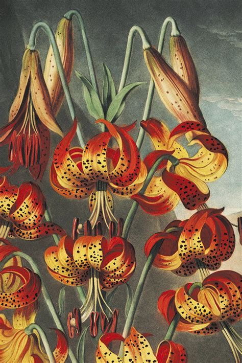 Orange Lily Art Print Vintage Botanical Prints Garden Wall Art Etsy
