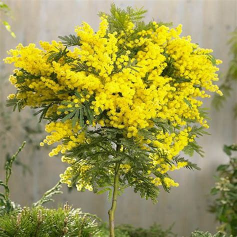 Acacia Mimosa Standard Yougarden