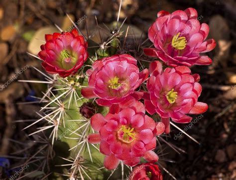 The skin protects the plant's water reserves and keeps the eduscapes: Pink Red Cactus Flowers Sonoran Desert Phoenix Arizona ...
