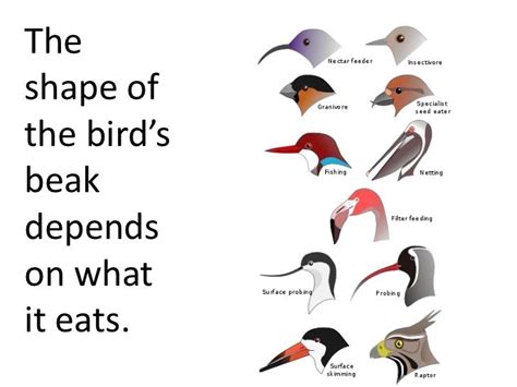 Bird Beaks Teach Bird Beaks Preschool Science Teaching