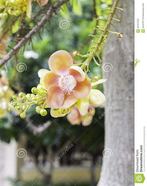 Beautiful Flower Of Cannon Ball Tree Sal Tree Sal Of India Co Stock