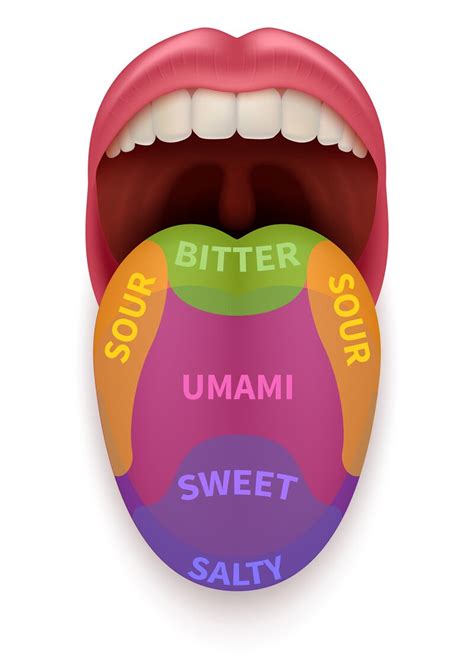 Realistic Tongue With Basic Taste Areas Tasting Map In Human Mouth Sw