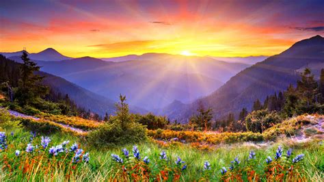 Awesome Sunset Sun Rays Forested Mountains, Beautiful Mountain Flowers ...