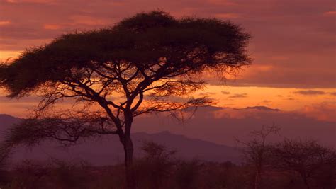 Stock Video Of Acacia Tree At Sunset On The 26653651 Shutterstock