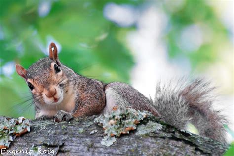 Gray Squirrel State Symbol Kentucky State Game Animal G Flickr