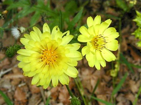 Texas Dandelion Yellow Wildflowers Wild Flowers Dandelion