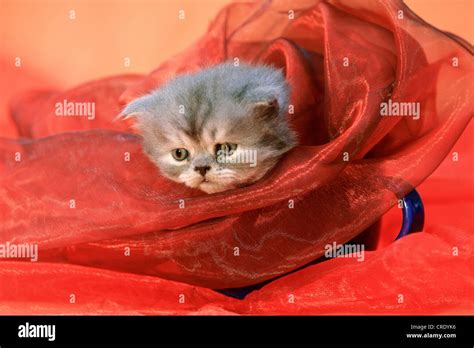 Kitty Humour Hi Res Stock Photography And Images Alamy