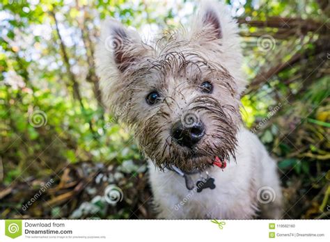 Dirty West Highland Terrier Westie Dog With Muddy Face