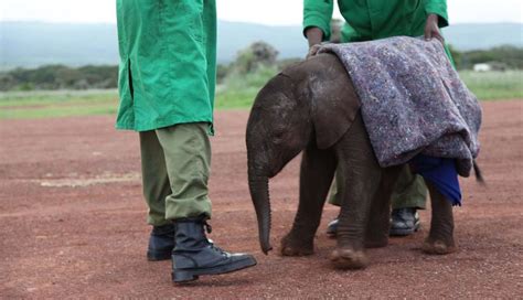 Orphaned Baby Elephants Wrapped In Blankets To Replace Lost Mothers