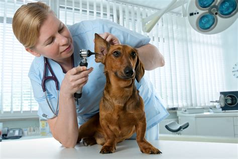 Companion animal veterinary clinic, inc. Companion pet clinic: Hospitals for your Pets - 24 hours ...