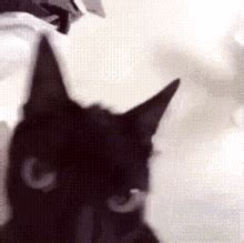 Cat GIF Cat Descubre Y Comparte GIF