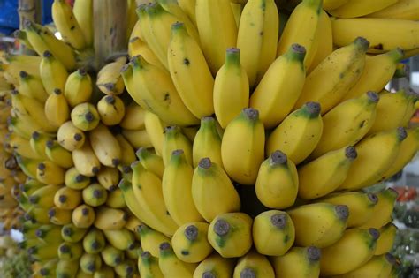 Yelakki Banana Farming In India Production And Cultivation Management