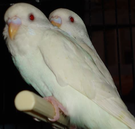 Albino Lacewing And Lutino Budgies Parrot Forums Talkparrots