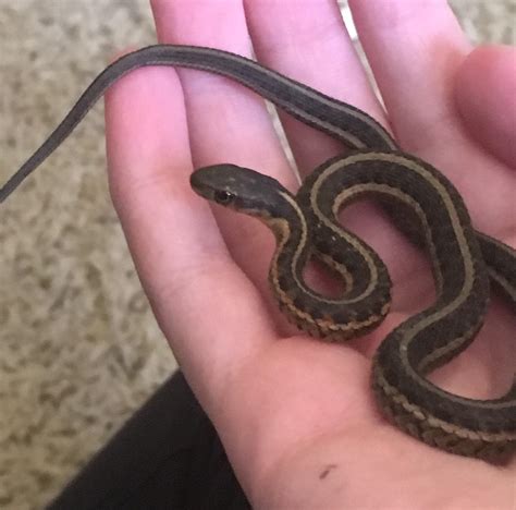 Common Garter Snake Baby How To Get Baby Garter Snakes To Eat They