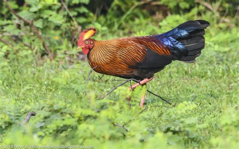 Junglefowl Sri Lanka Gallus Lafayetii Endemic Male Sri Lanka