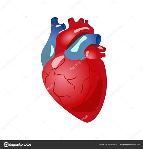 Human Heart Anatomy Organs Symbol Vector Illustration Cartoon Style