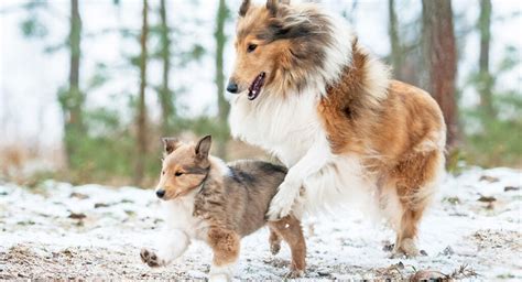 Collie Dog Breed Information Center A Guide To The Rough Collie