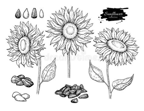 Sunflower Seed And Flower Vector Drawing Set Hand Drawn Isolated